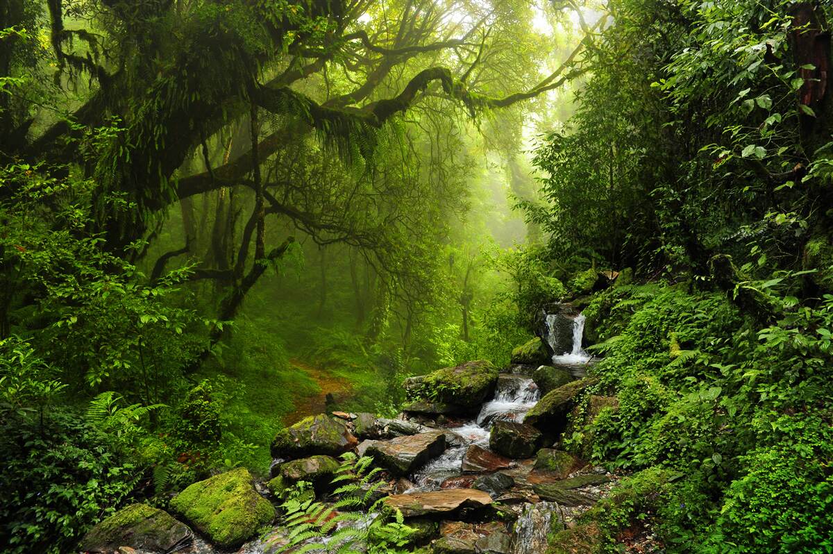 Carta da parati cascate tra alberi verdi e rigogliosi