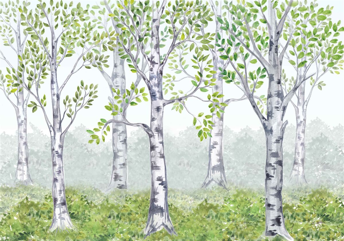 Carta da parati bosco di betulle