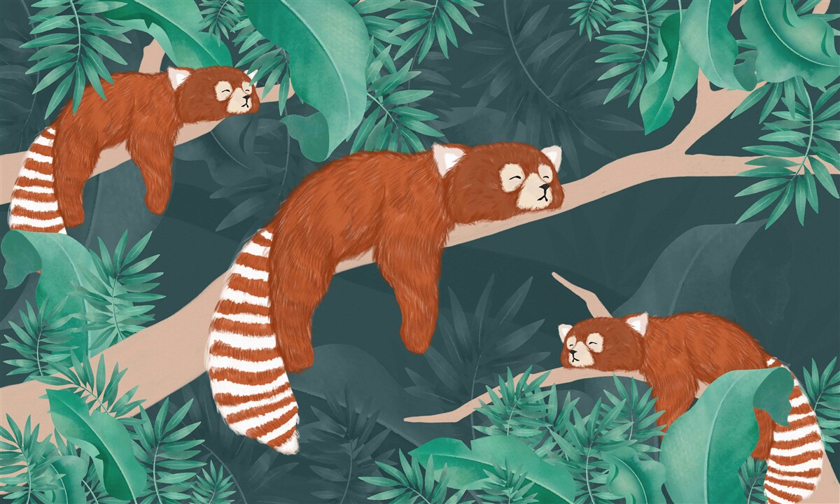 Carta da parati panda arancione che riposa sui rami
