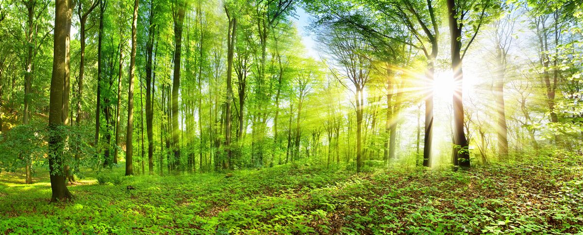 Carta da parati L'alba in una foresta dove regnano le foglie verdi
