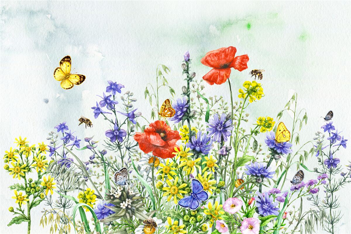 Carta da parati Farfalle e fiori di campo spettacolari in estate