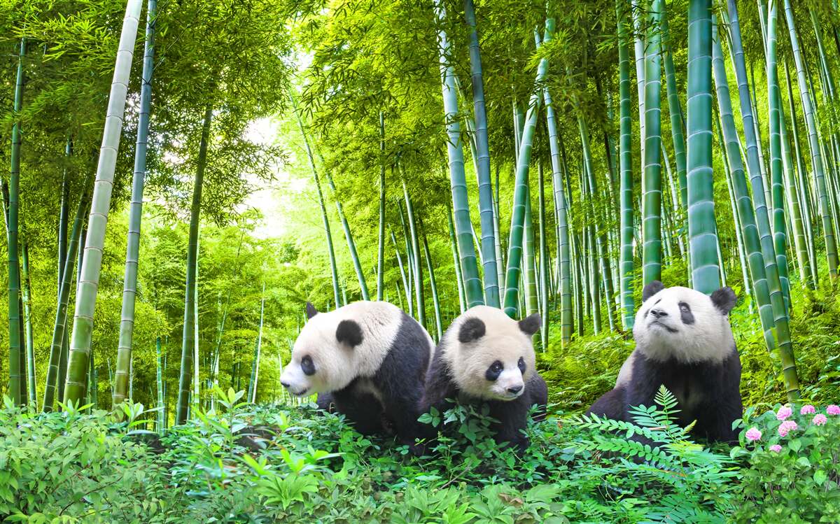 Carta da parati una foresta di bambù piena di panda