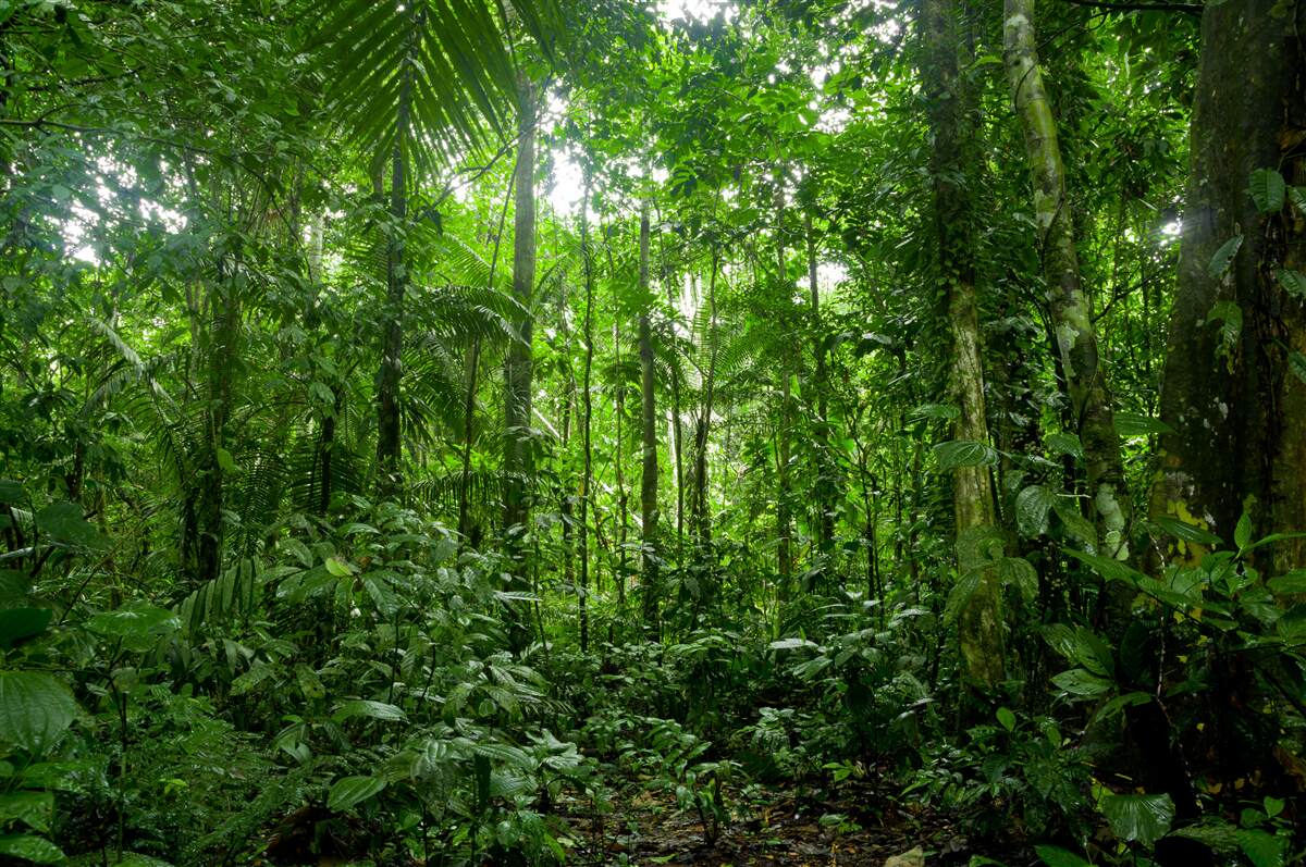 Carta da parati paesaggio della foresta pluviale, amazzonia