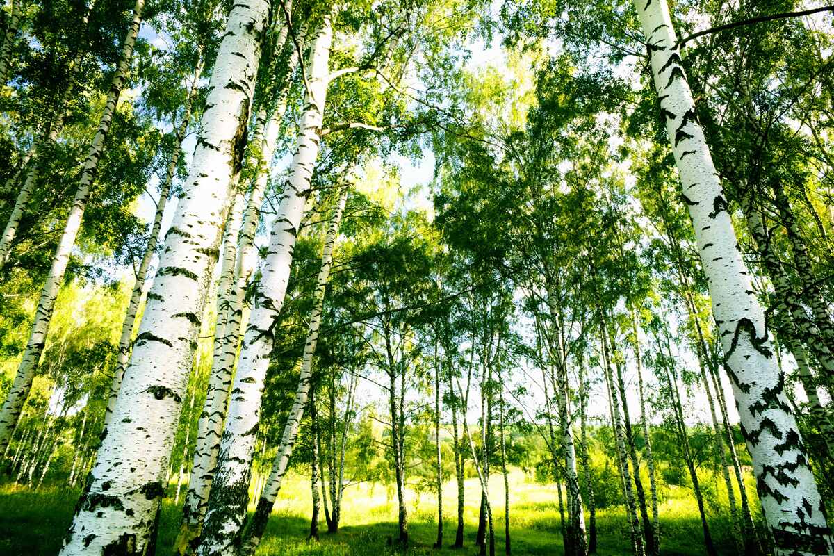 Carta da parati bosco di betulle