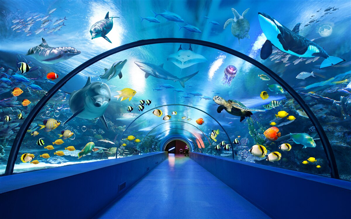 Carta da parati area acquatica con delfini