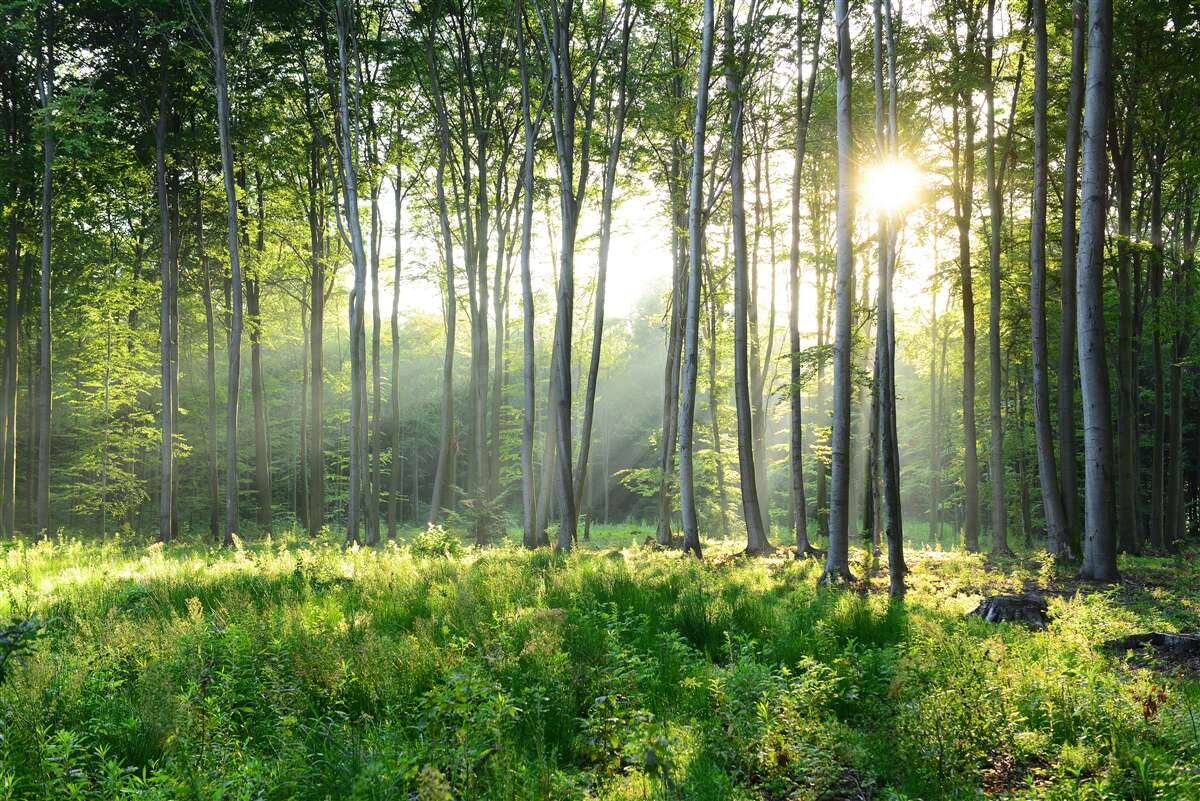 Carta da parati una foresta illuminata dal sole