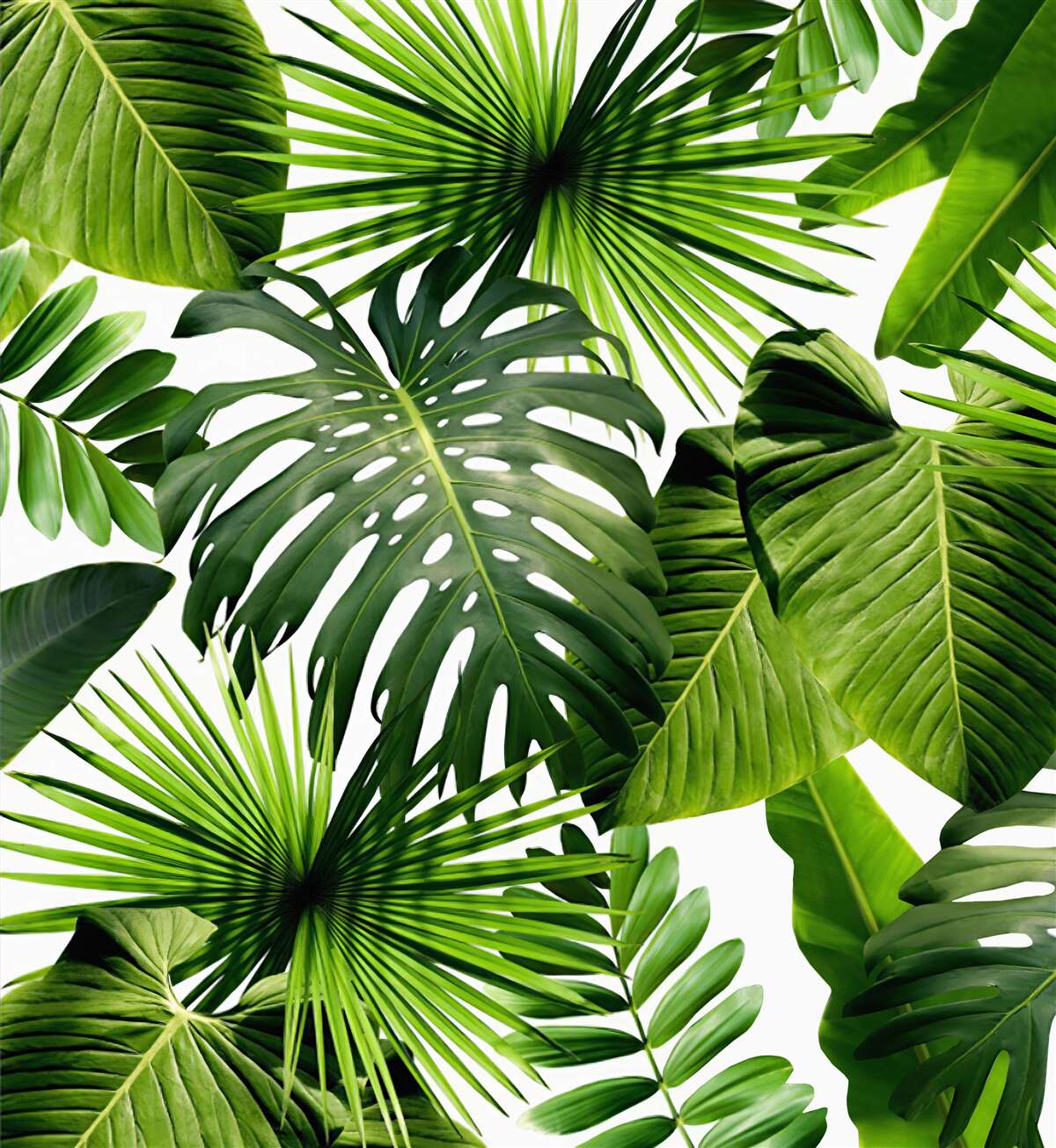 Carta da parati grandi foglie verdi di piante tropicali