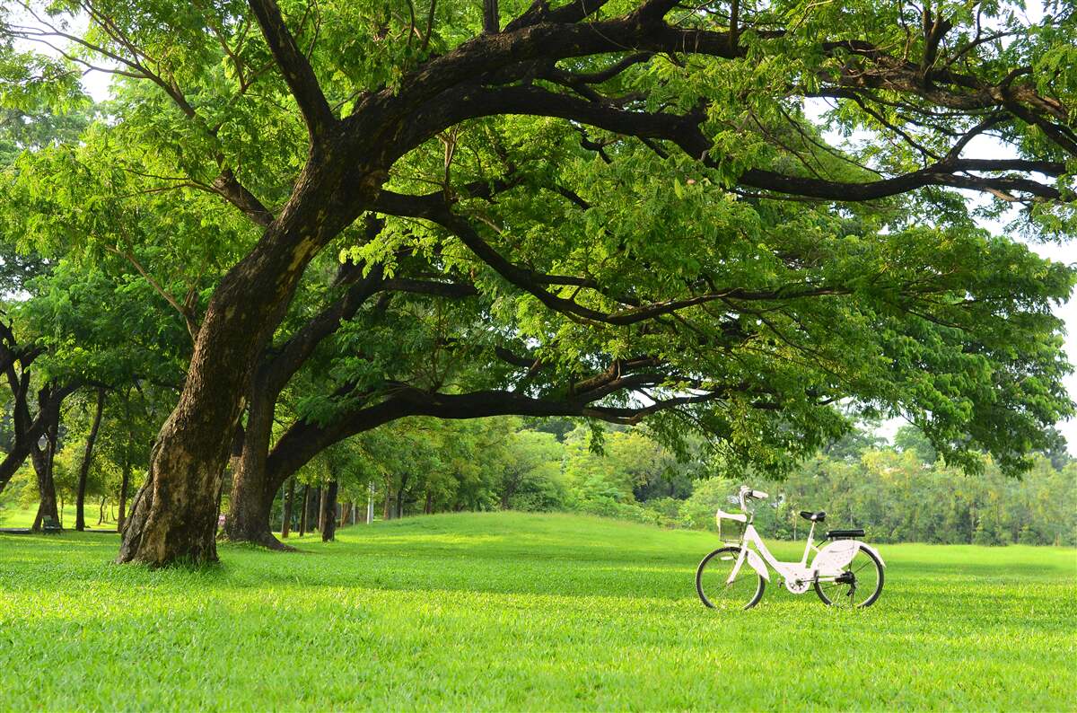 Carta da parati prato con erba verde e alberi secolari