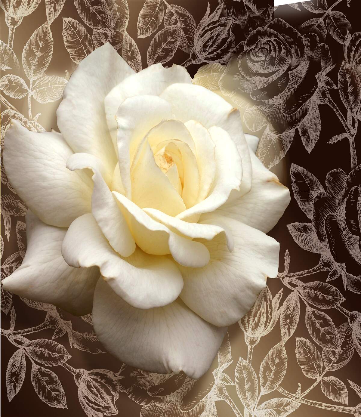 Carta da parati magnifico fiore di rosa bianco come la neve
