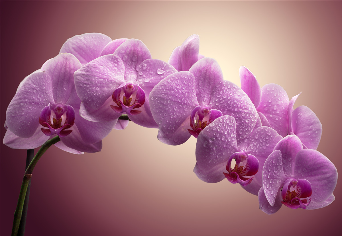 Fototapeta kwitnąca gałąź liliowej orchidei