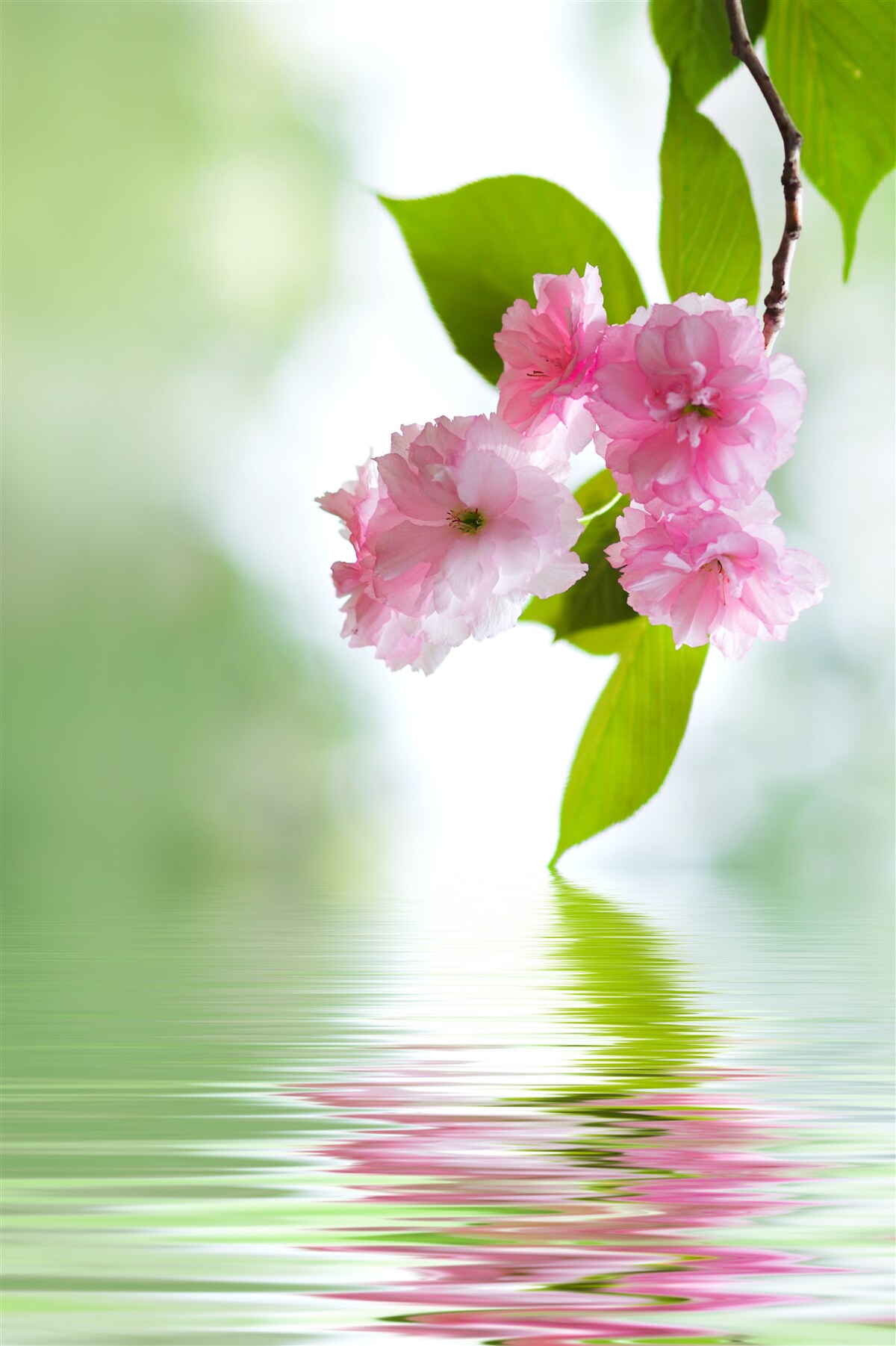 Fototapeta sakura kwitnie na gałęziach w pobliżu wody
