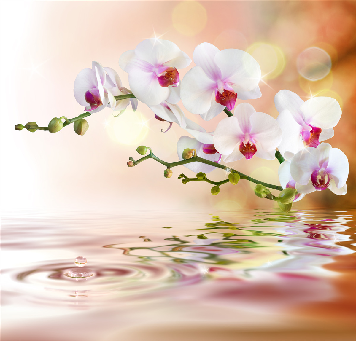 Fototapeta gałąź białej orchidei odbita w wodzie
