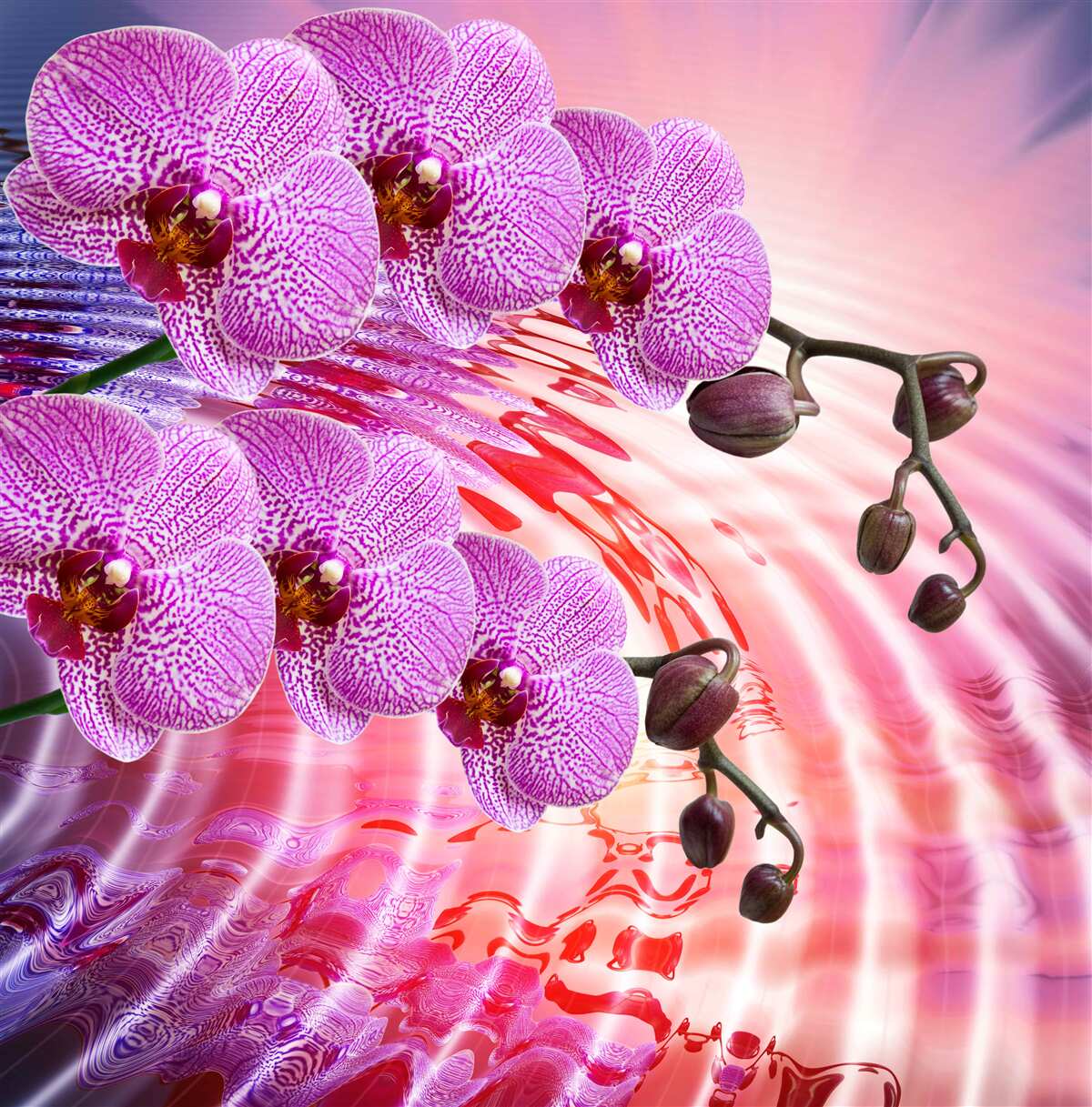 Fototapeta odbicie orchidei lamparta z gałęziami bzu