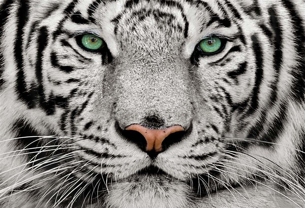 Carta da parati tigre bianca a distanza ravvicinata