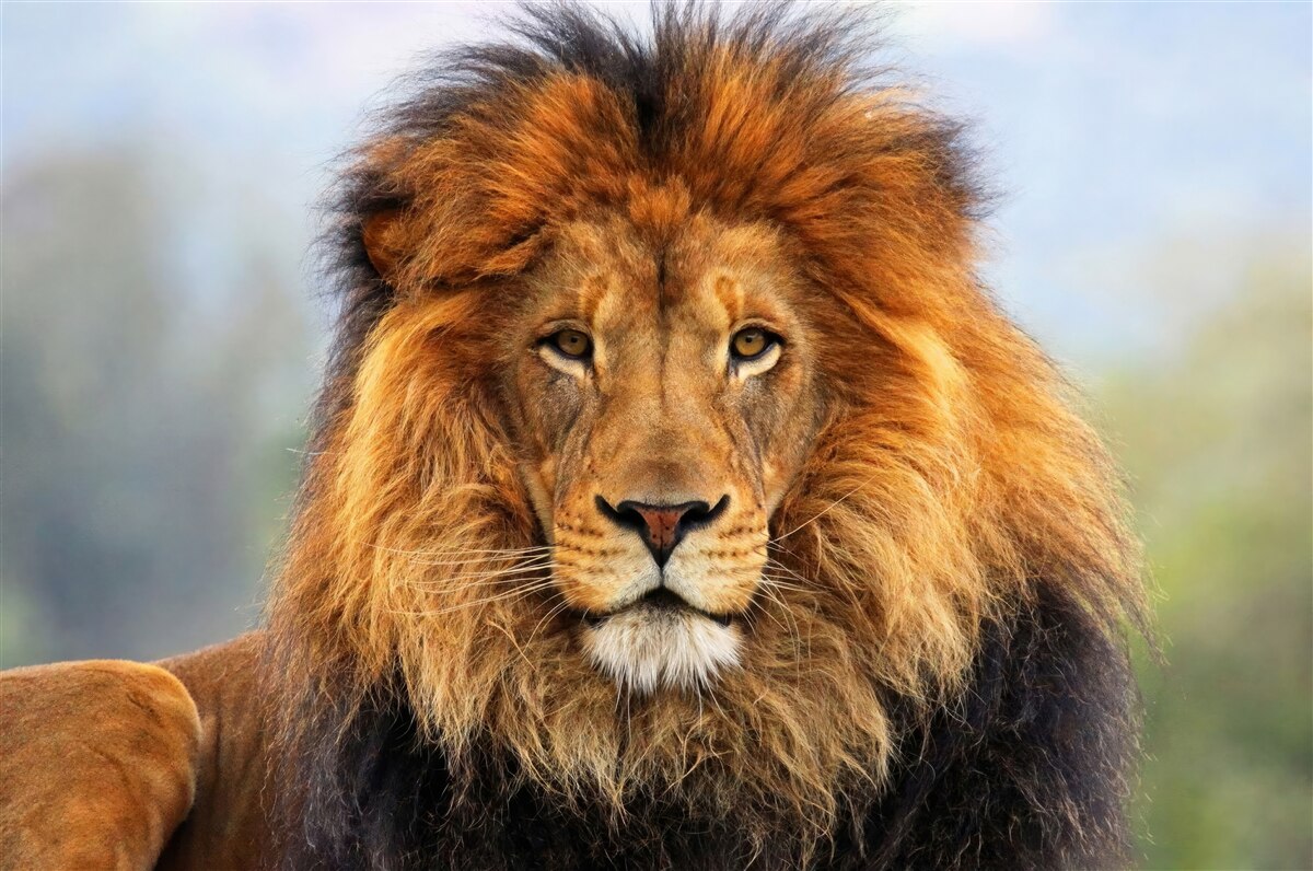 Carta da parati immagine di un leone