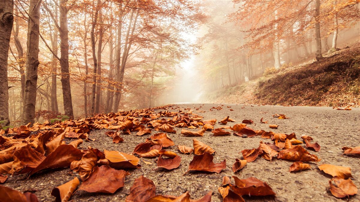 Carta da parati le foglie si stendono come un tappeto dorato