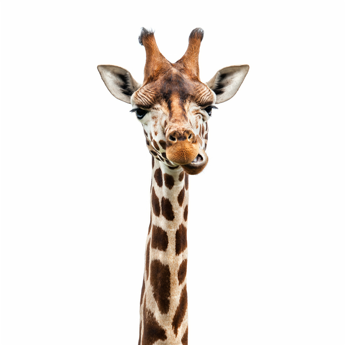 Carta da parati espressione insolita sul volto di una giraffa