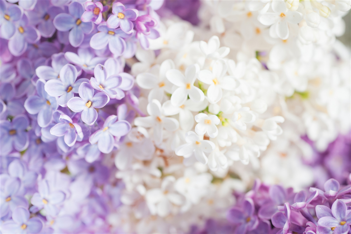 Carta da parati lillà in fiore in primavera