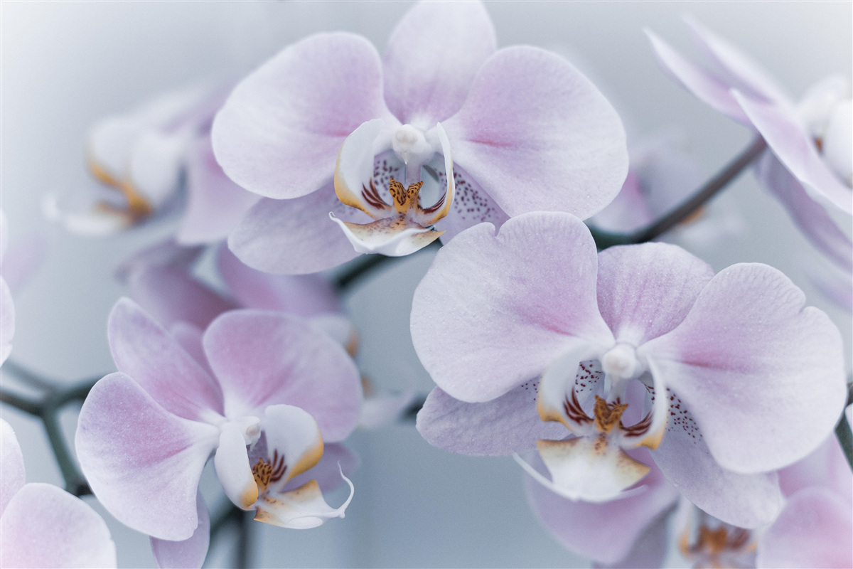 Fototapeta duże kwiaty orchidei