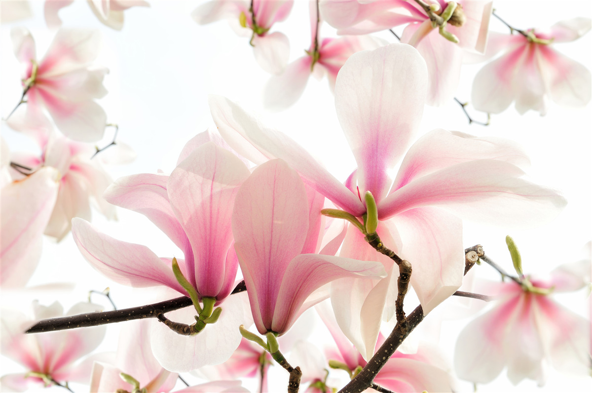 Carta da parati magnolie in fiore