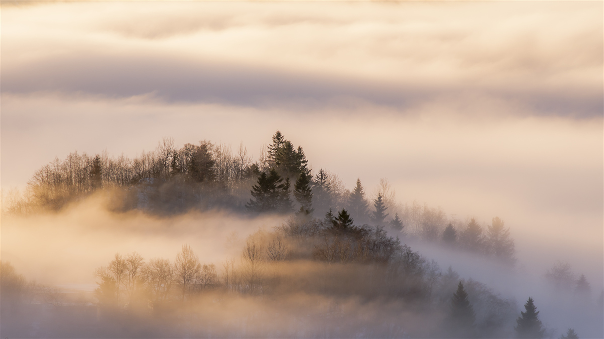 Carta da parati nebbia fitta tra gli alberi