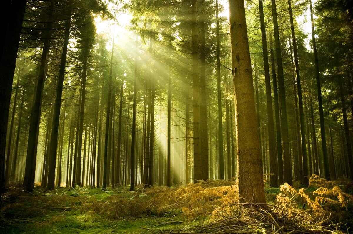 Carta da parati i raggi del sole illuminano la foresta