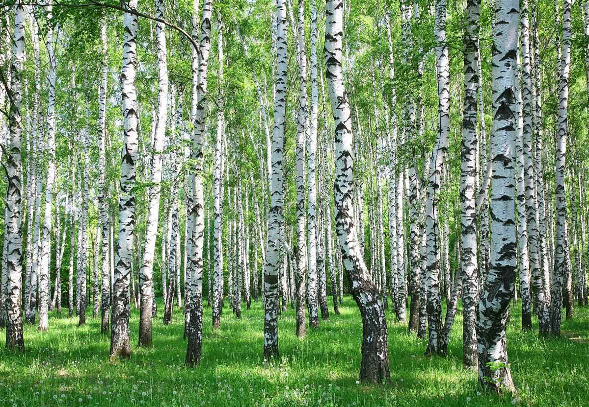 Carta da parati ci sono molte betulle nella foresta