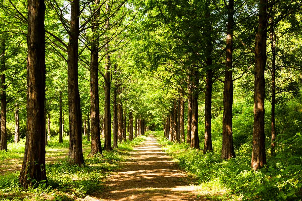 Carta da parati ampio sentiero tra gli alberi di smeraldo