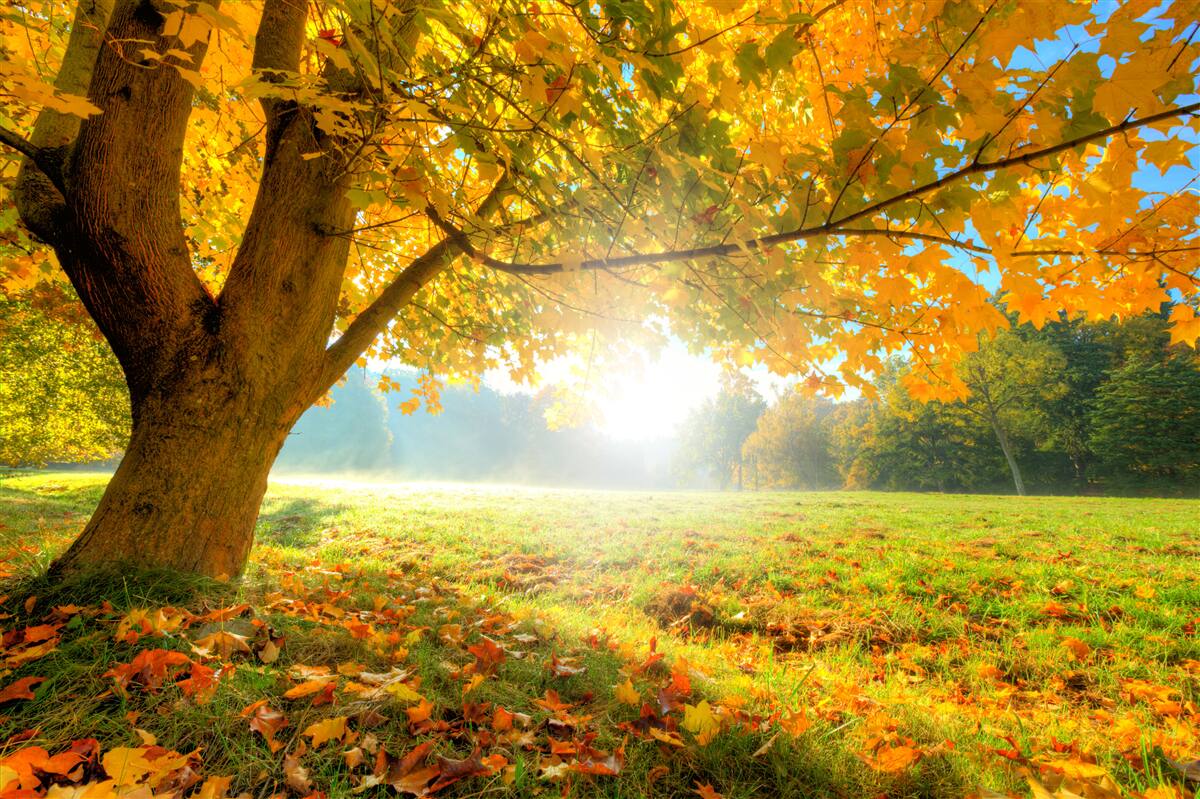 Carta da parati foresta autunnale illuminata dal sole