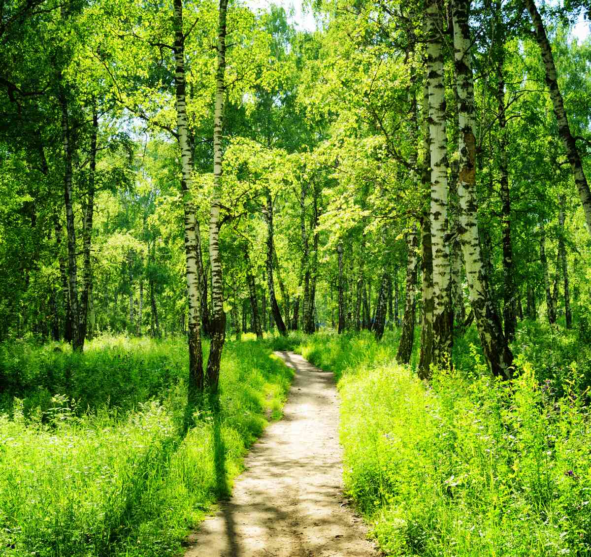 Carta da parati sentiero circondato da alberi verdi