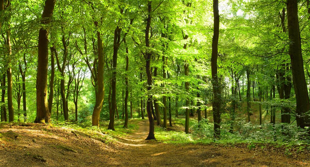 Carta da parati prato in una fitta foresta di smeraldo