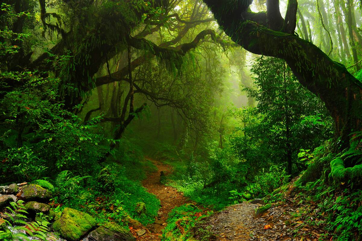 Carta da parati sentiero attraverso una fitta foresta verde