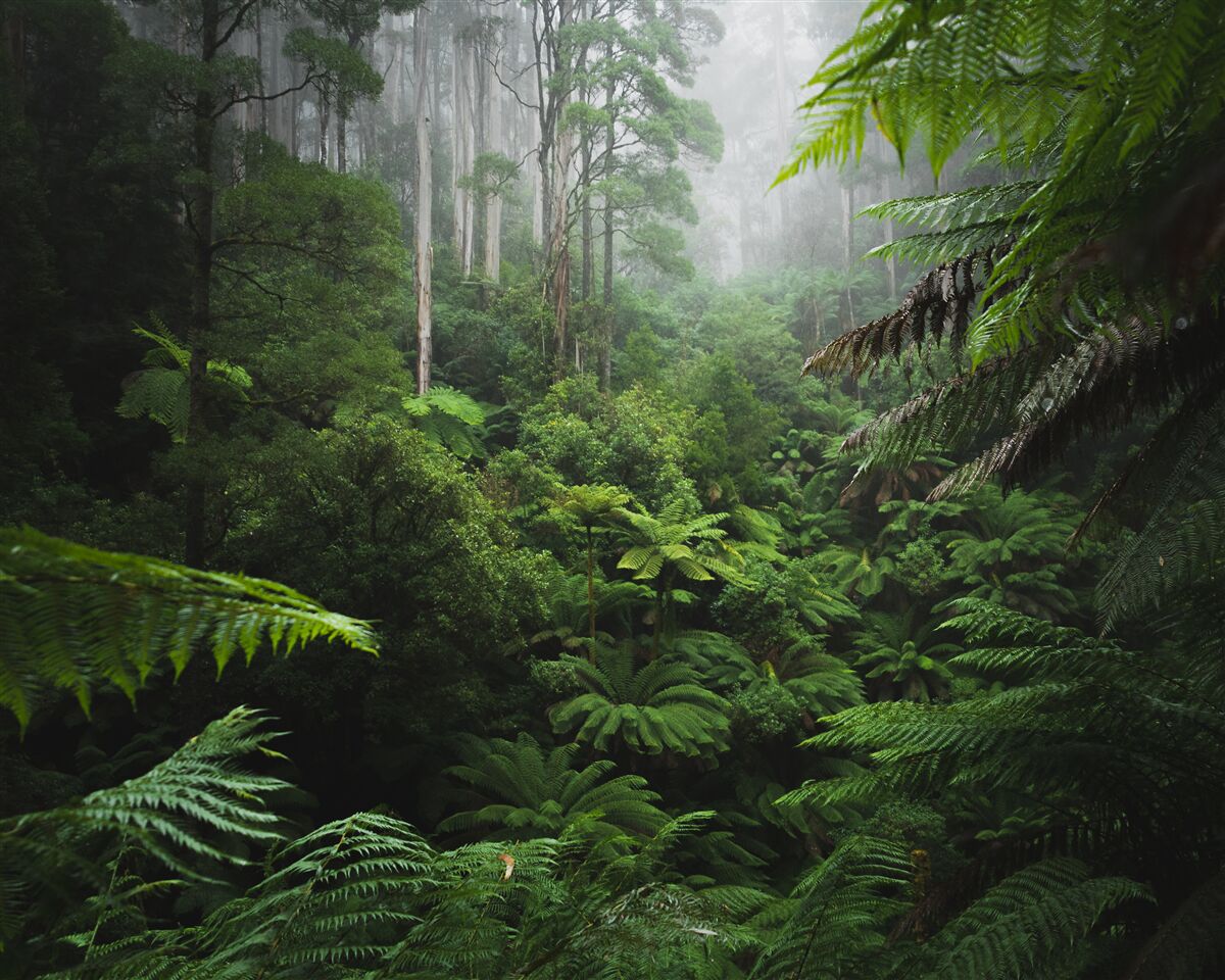 Carta da parati fitta foresta di smeraldo