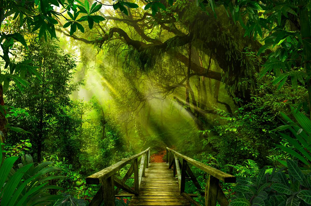 Carta da parati un ponte nel profondo della foresta