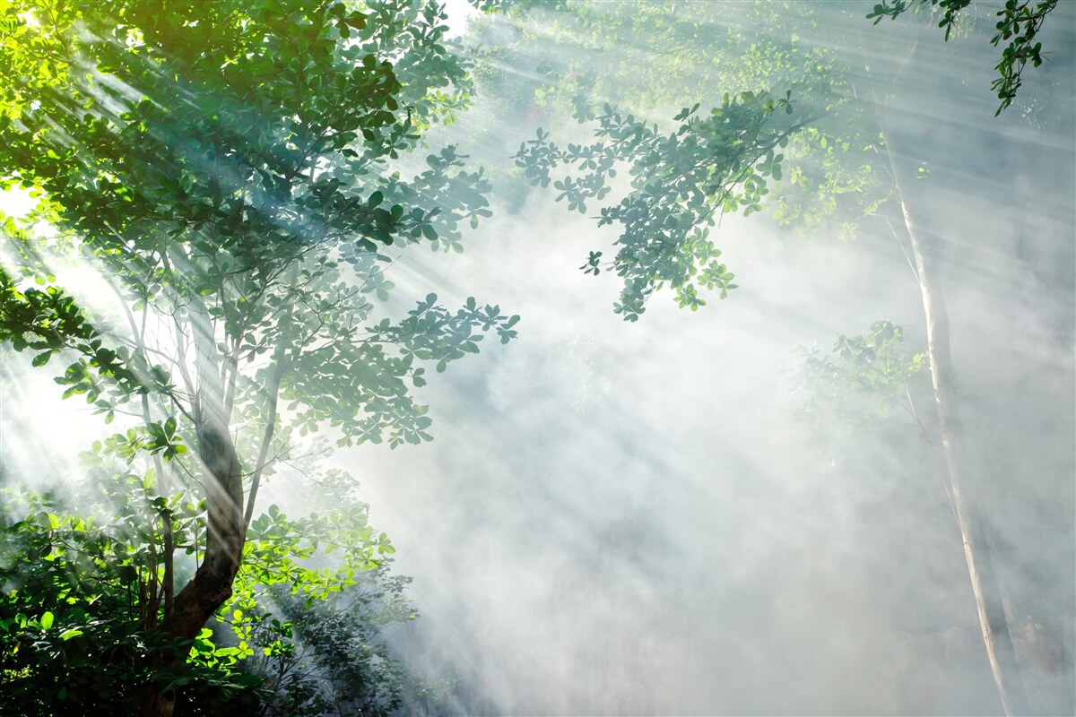 Carta da parati i raggi del sole mattutino penetrano nella foresta