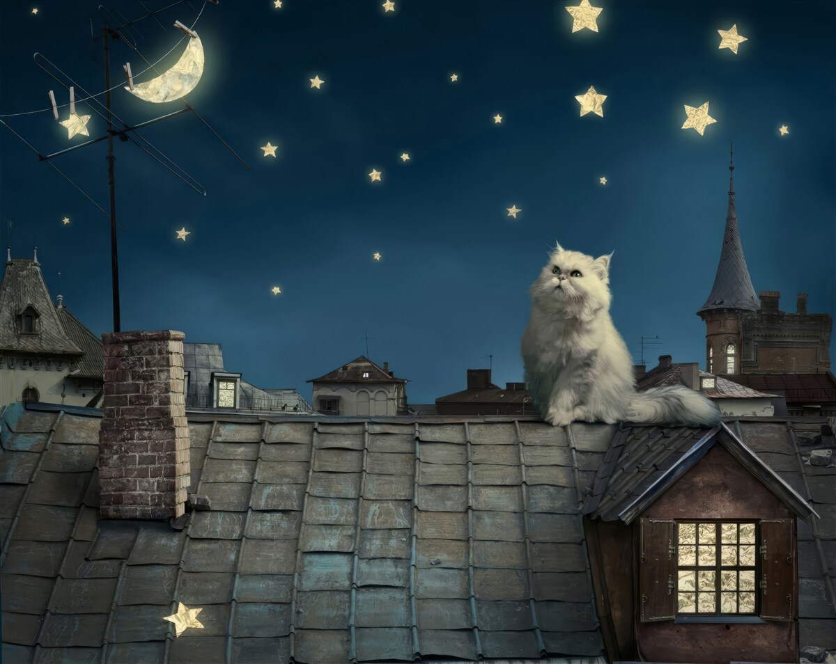 Carta da parati sul tetto, un gatto bianco ammira le stelle