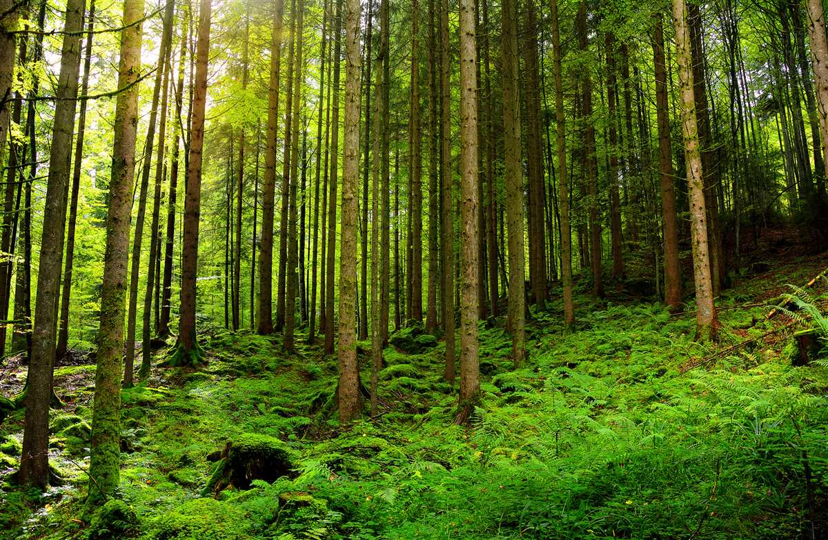 Carta da parati i raggi del sole penetrano nella foresta