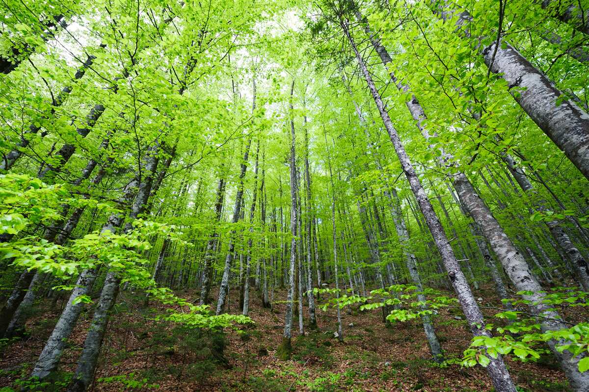 Carta da parati le chiome verdi degli alberi della foresta brillano di luce intensa
