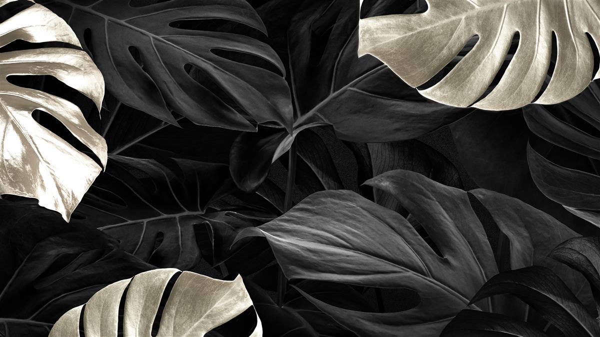 Carta da parati Foglie di monstera bianche come la neve su sfondo nero