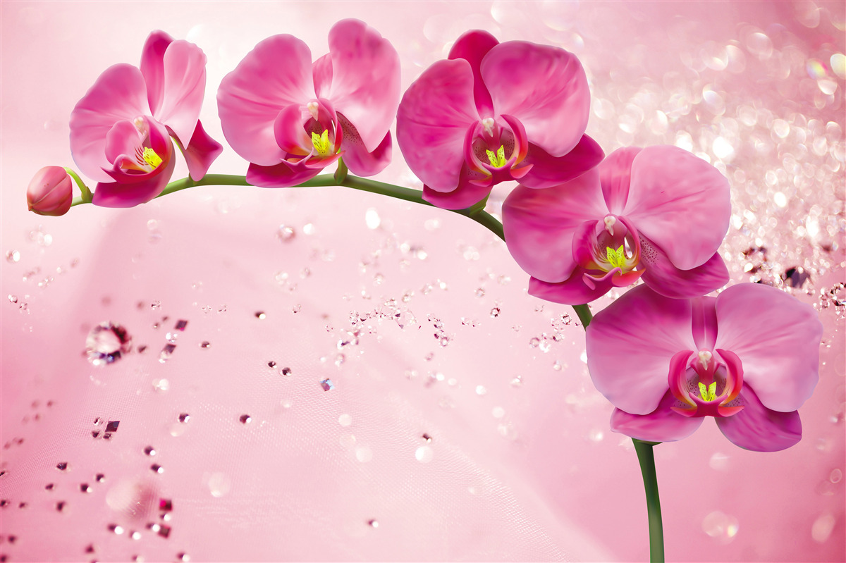 Carta da parati orchidea rossa su un ramo