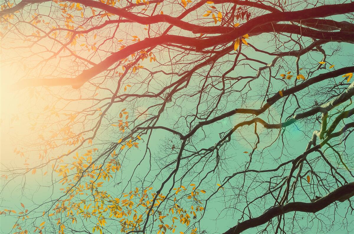 Carta da parati I rami degli alberi si stagliano contro il cielo