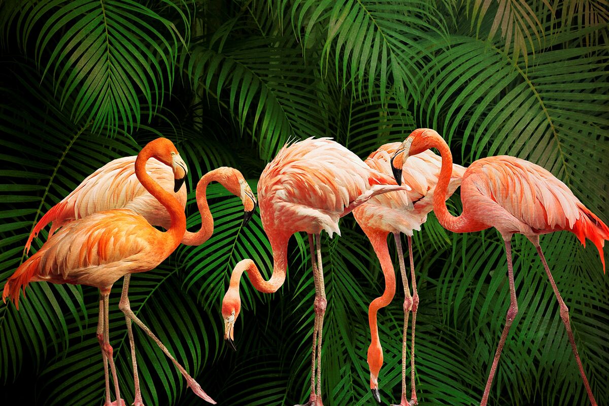 Carta da parati fenicotteri rosa in una foresta con alberi verdi