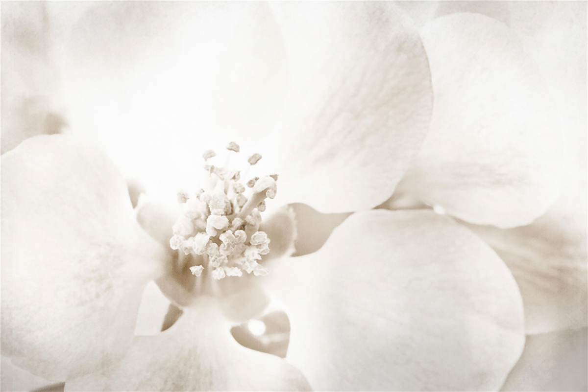 Carta da parati bocciolo di orchidea grande e delicato