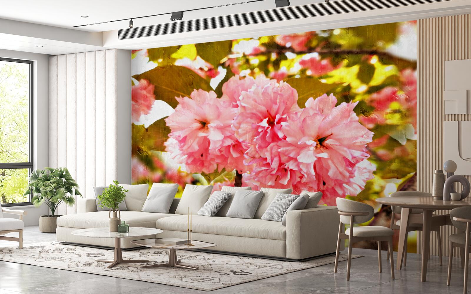 Fototapeta kanzan sakura w pełnym rozkwicie