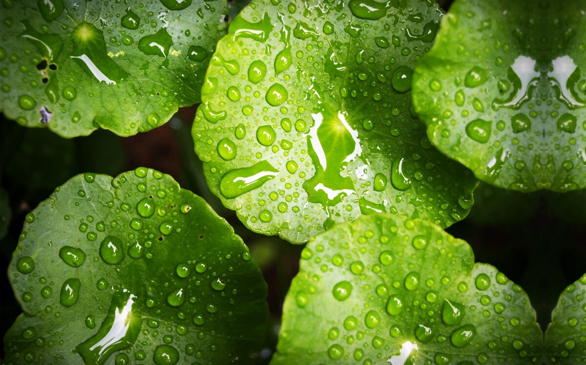 Carta da parati le foglie lavate dalle gocce di pioggia assumevano una ricca tonalità verde