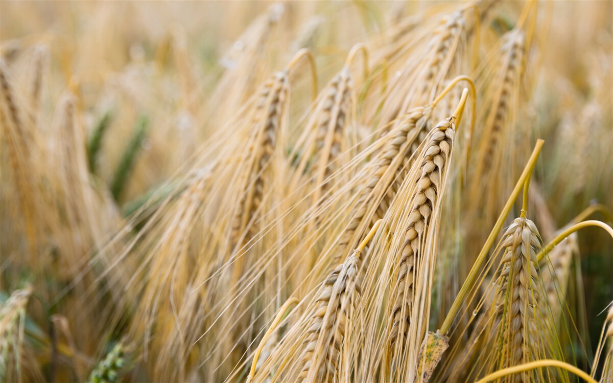 Carta da parati campo di spighe di grano in maturazione