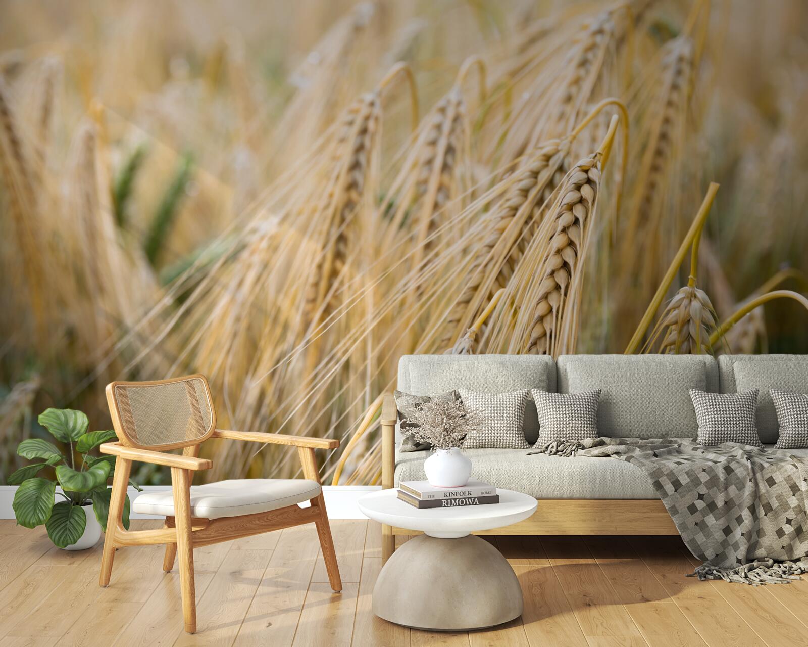 Carta da parati campo di spighe di grano in maturazione